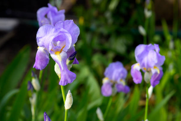 istock Lilac purple iris in full bloom 812417040