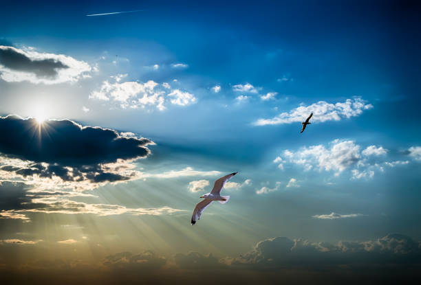 istock albatross on the sunset sky in the Sun 812423064