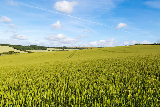 istock A Wheat Field in Sussex 812430622
