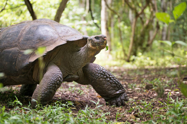 istock Galapagos Giant Tortoise Turtle, Galapagos Islands, Ecuador 812444230