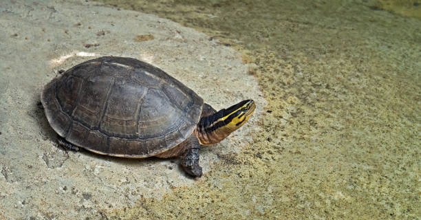 istock Asian Box Turtle near Pond 812451566