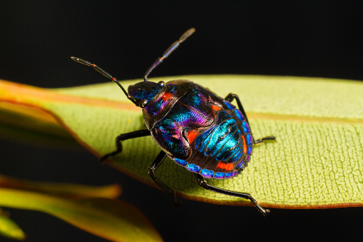 A close up photo of a single multicoloured garden insect with a hard shell. The colours shine off the shell in amazing detail as it makes its way through the garden.