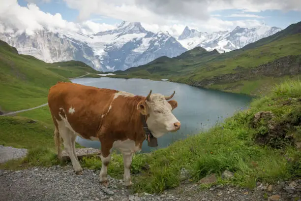 Alpine cattle with Schreckhorn in the background.