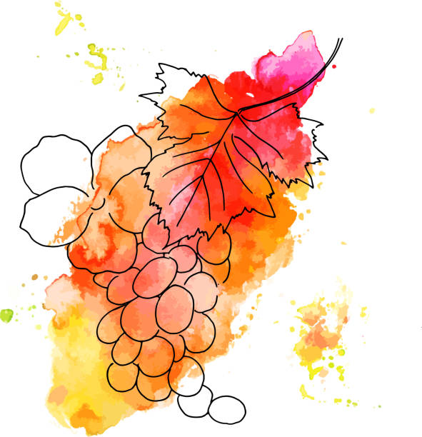 ilustrações de stock, clip art, desenhos animados e ícones de vector and watercolor grape vine with rose on white - berry vine