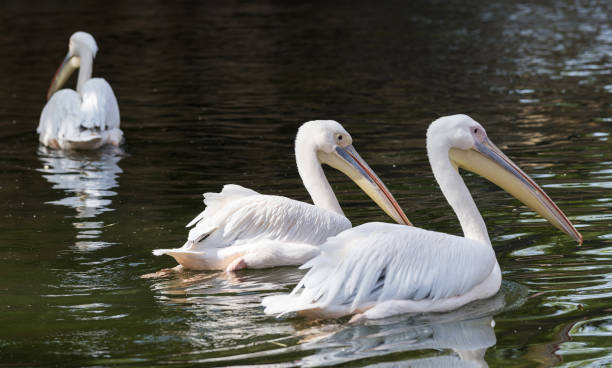 istock Pelican is Swimming 812466498
