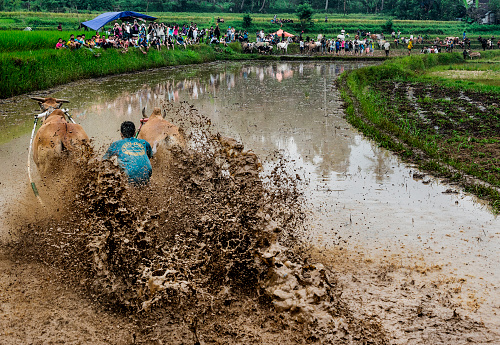 WEST SUMATRA, INDONESIA - AUGUST 01 2015: A jockey riding bulls across the muddy paddy fields in their traditional bull racing festival also known as 'Pacu Jawi bull Race' on August 01, 2015 in a small village in West Sumatra, Indonesia.