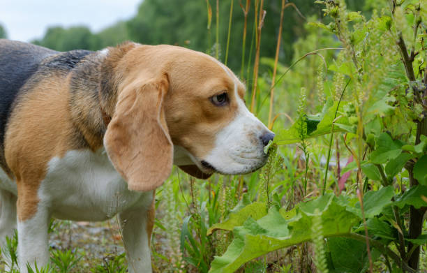 istock Beagle on a walk in the summer among the tall grass 812466878