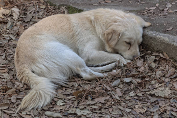 istock Stray puppy - Pompeii 812469684