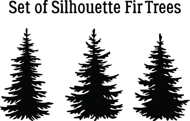 Christmas Fir Trees Silhouettes Fir Trees, Christmas Holiday Decoration, Black Silhouettes Isolated on White Background. Vector pine trees silhouette stock illustrations