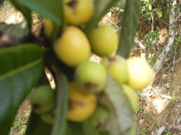 istock medlars fruits 812473760