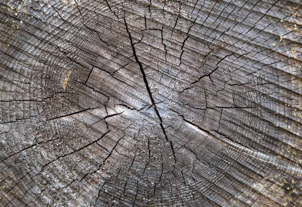 Log wood texture Log wood texture pine wood grain stock pictures, royalty-free photos & images