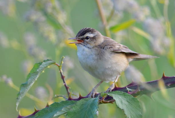 istock sedge warbler singing open beak bird in reeds close up 812478306