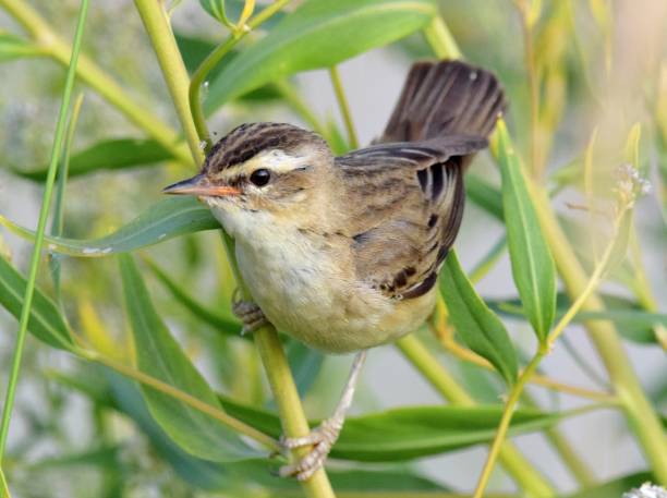 istock sedge warbler bird in reeds close up 812478308