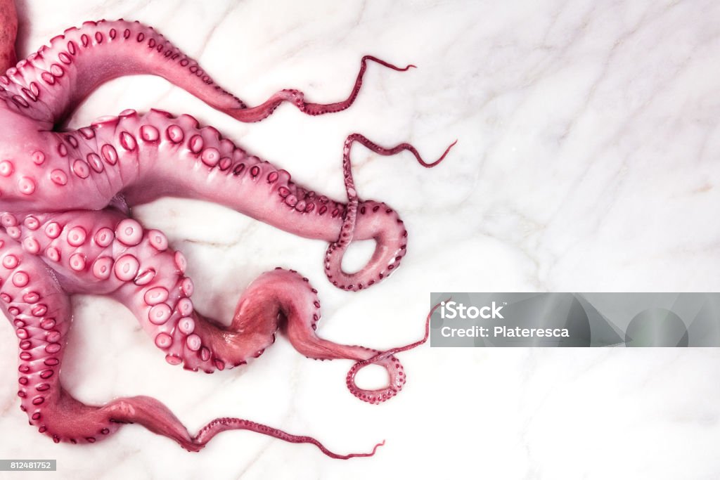 Overhead photo of octopus tentacles on white marble An overhead photo of the tentacles of an octopus, shot from above on a white marble table with copyspace Octopus Stock Photo