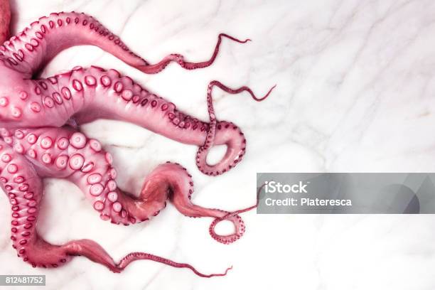 Overhead Photo Of Octopus Tentacles On White Marble Stock Photo - Download Image Now