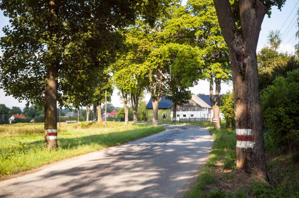 A small turning road in the countryside with trees on the sides under a beautiful light of late afternoon