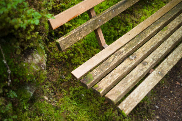 old abandoned armchair among the woods