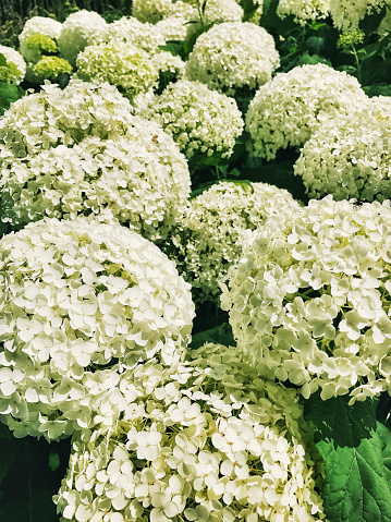 Close-up of the beautiful flowers of hydrangea arborescens ' Annabelle '