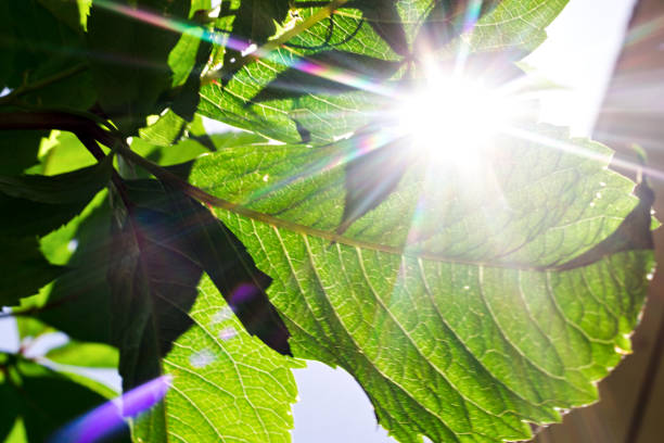 istock Sunlight in the green leaves, summer time 812487594