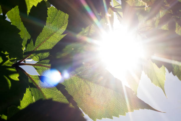 istock Sunlight in the green leaves, summer time 812487714