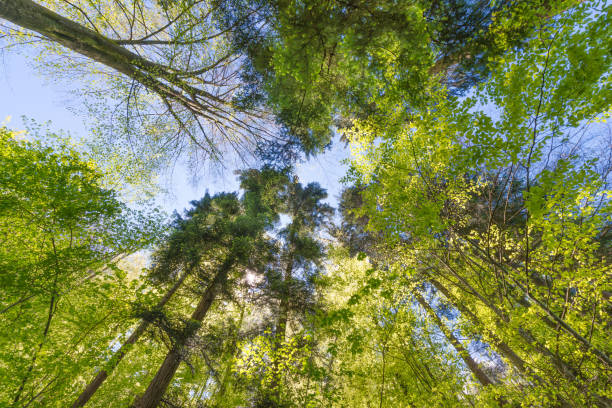 istock Crown of tree foliage against the blue sky. 812487922