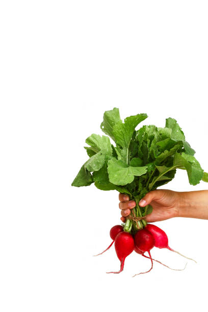 istock bunch of fresh radish in hand 812491342
