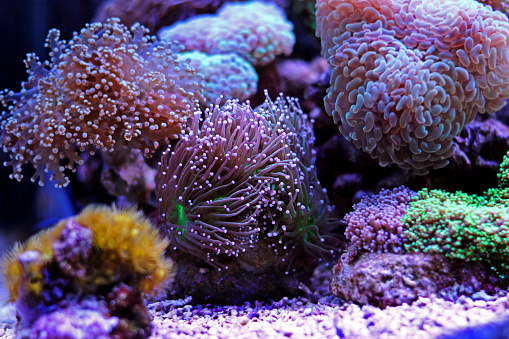 Coral in Reef aquarium tank