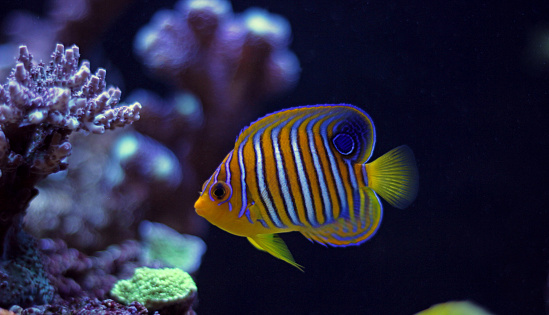 Coral reef aquarium fish