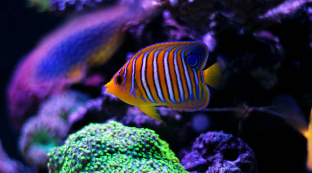 istock Regal angelfish from red sea 812491874