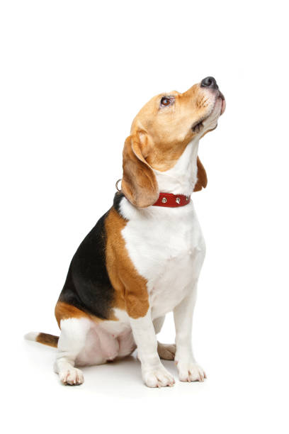 istock beautiful beagle dog isolated on white 812494612