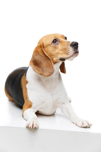 istock beautiful beagle dog isolated on white 812494902