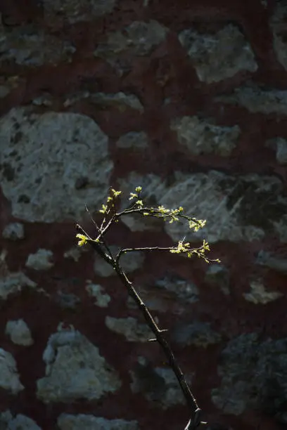 A unique photo of bright tender offshoot  of a tree growing