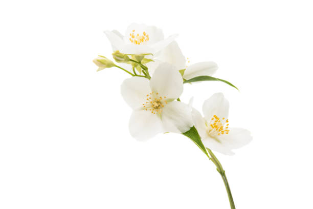 istock jasmine flower isolated 812501486