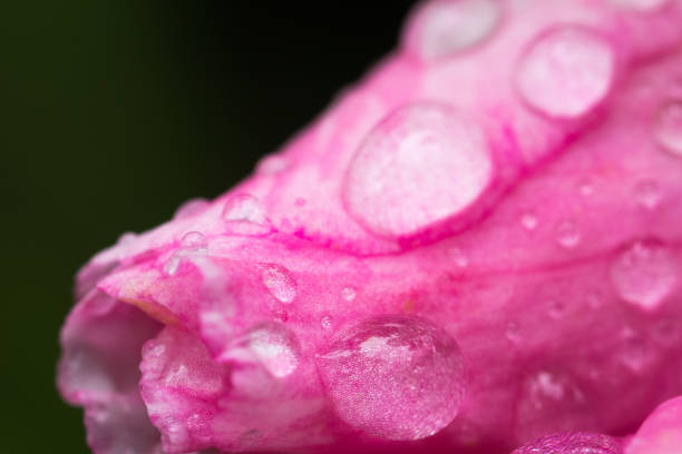 istock Pink Flower petal 812508948