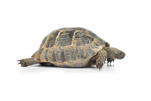 Crawling tortoise on a white background