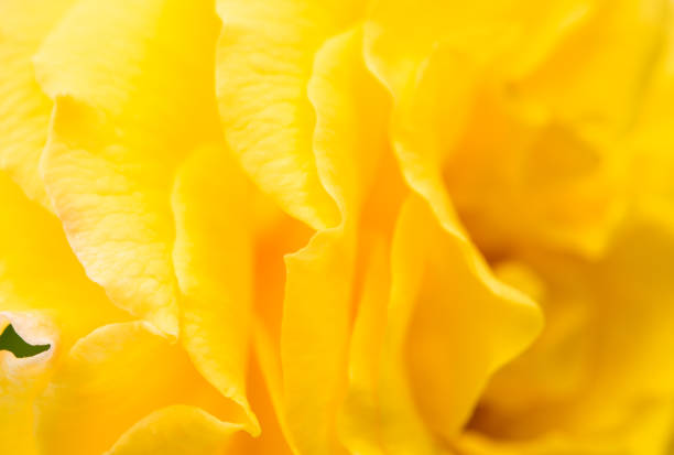 istock Yellow rose flower as close up 812520836
