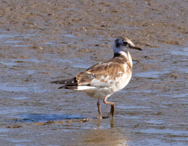 istock juvenile black head gull at low tide bird close up 812520930