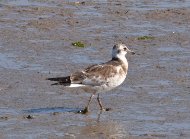 istock juvenile black head gull at low tide bird close up 812520932