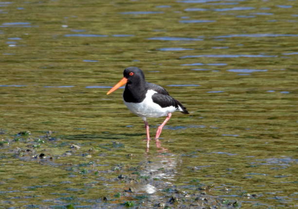 istock oystercatcher bird wading in low tide 812521270