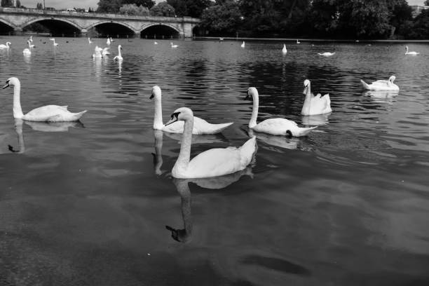 istock Flock of swans 812537498