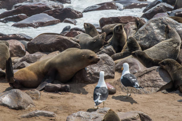 istock Mother sea wolf defending her baby in Namibia 812542090