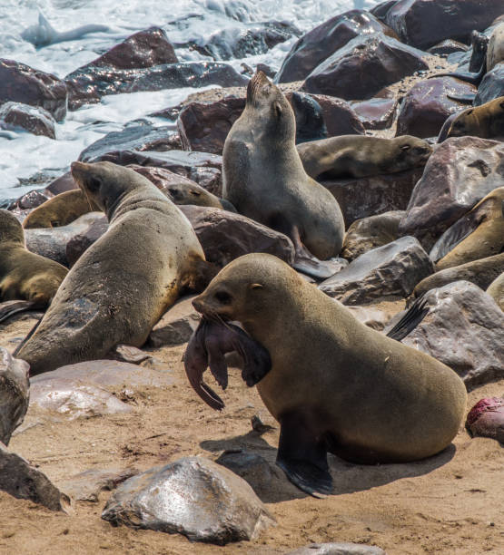 Mother sea wolf defending her baby in Namibia