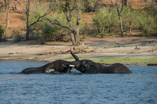 istock Elephants playing in the river in Chobe National Park in Botswan 812549600