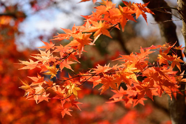 istock Japanese red maple leaf with blue sky background in autumn 812568906