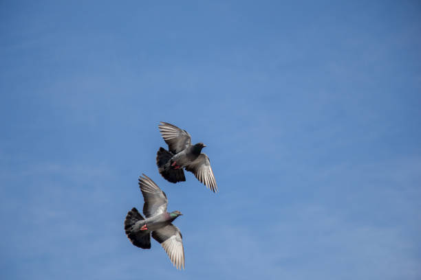 istock Twin pigeons flying in  air 812575854