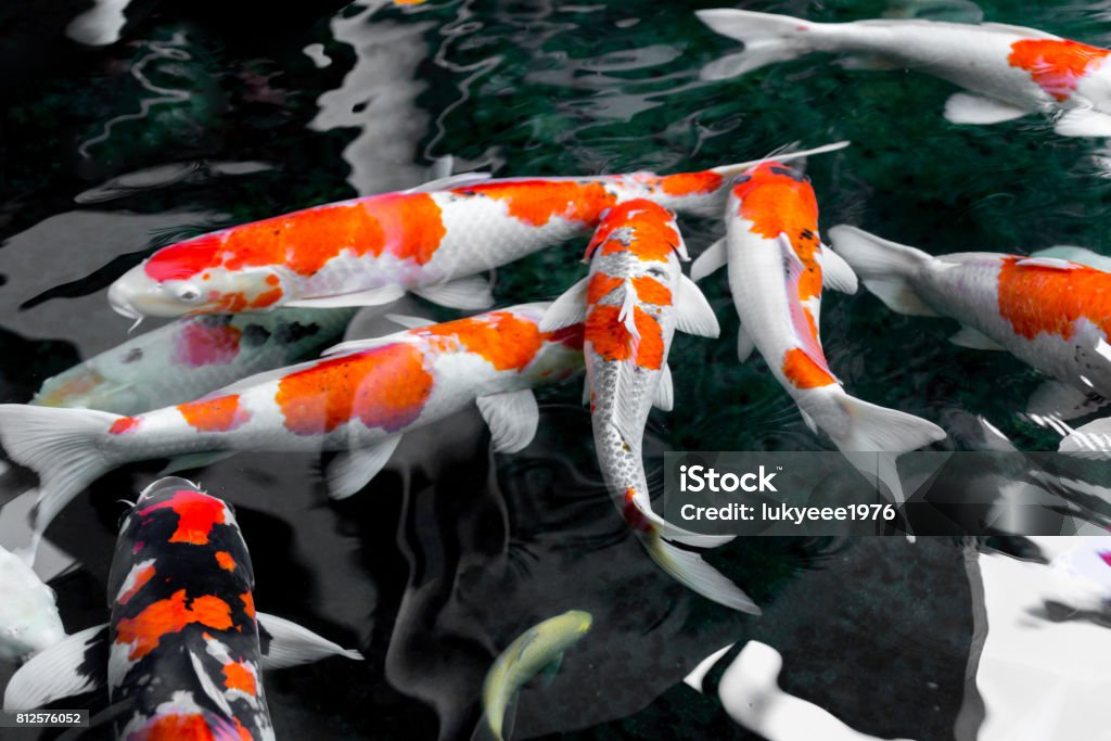 Beautifulfish Carp Fancy Koi Fish Swimming In Pond Japanese National Animal Stock Photo - Download Image Now - iStock Beautifulfish Carp Fancy Koi Fish Swimming In Pond Japanese National Animal Stock Photo - Download Image Now - iStock