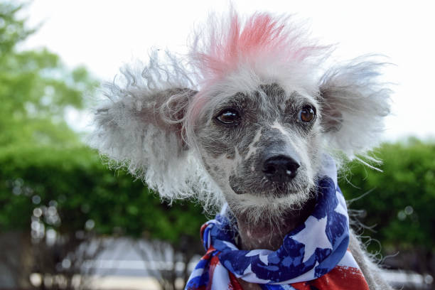 istock patriotic Chinese Crested Hairless dog 812576524