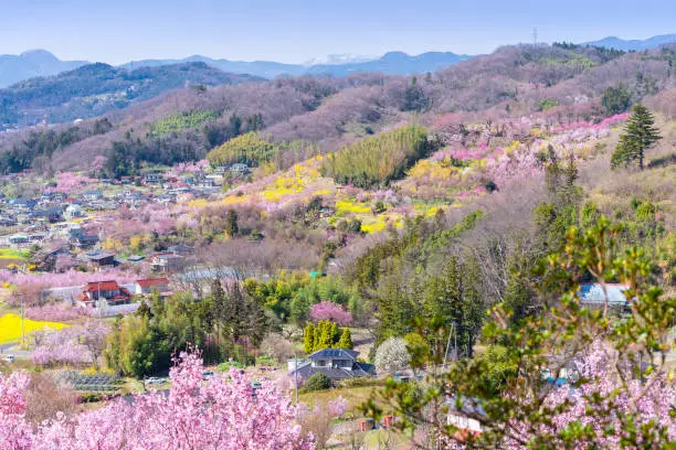 Cherry-blossom trees (Sakura) and many kinds of flowers in Hanamiyama  park and Fukushima cityscape, in Fukushima, Tohoku area, Japan. The park is very famous Sakura view spot