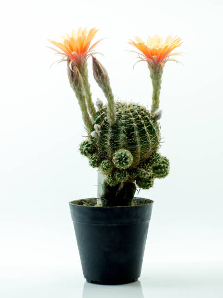 istock Cactus with Orange flower in a pot. Isolated on a white background. 812579634