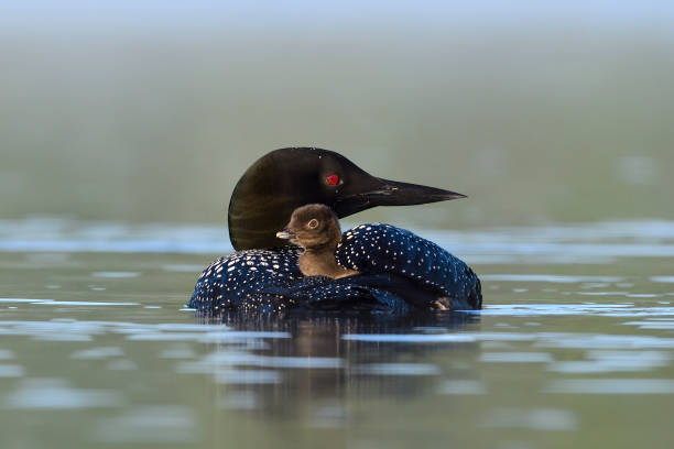 Common loon, Gavia Immer, adult bird with baby Common loon, gavia immer. Baby riding on the back of parent, morning fog. common loon photos stock pictures, royalty-free photos & images